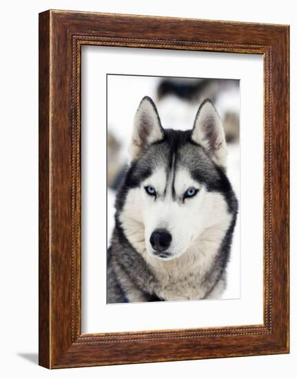 Husky Portrait-melis-Framed Photographic Print