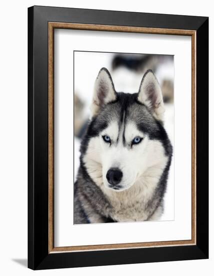 Husky Portrait-melis-Framed Photographic Print