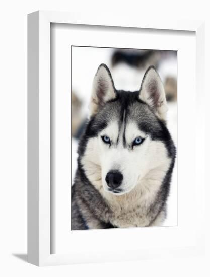 Husky Portrait-melis-Framed Photographic Print