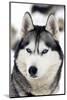 Husky Portrait-melis-Mounted Photographic Print