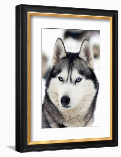 Husky Portrait-melis-Framed Photographic Print