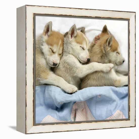 Husky Puppies (7 Weeks Old) Asleep in Bed-null-Framed Premier Image Canvas