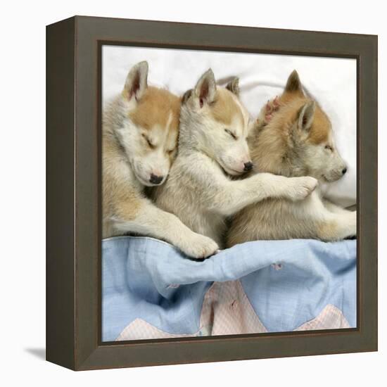 Husky Puppies (7 Weeks Old) Asleep in Bed-null-Framed Premier Image Canvas