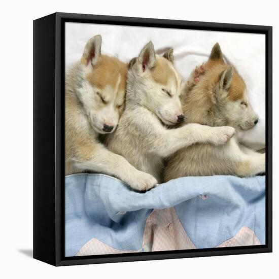 Husky Puppies (7 Weeks Old) Asleep in Bed-null-Framed Premier Image Canvas