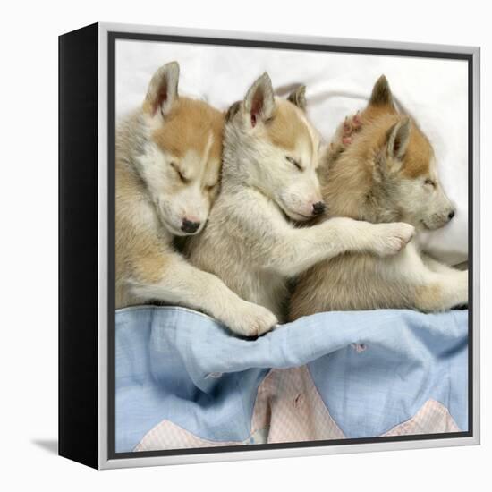 Husky Puppies (7 Weeks Old) Asleep in Bed-null-Framed Premier Image Canvas