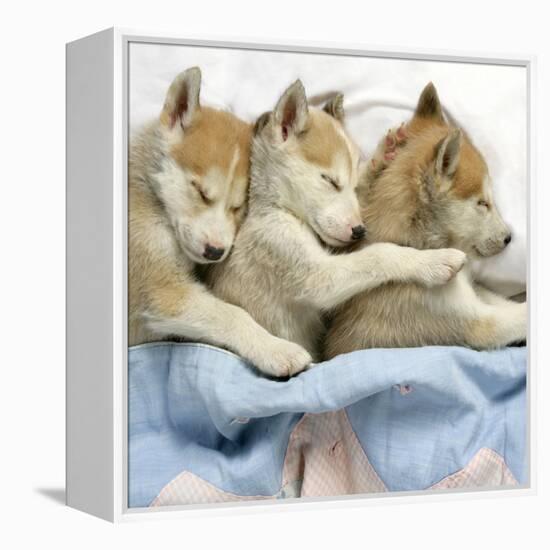 Husky Puppies (7 Weeks Old) Asleep in Bed-null-Framed Premier Image Canvas