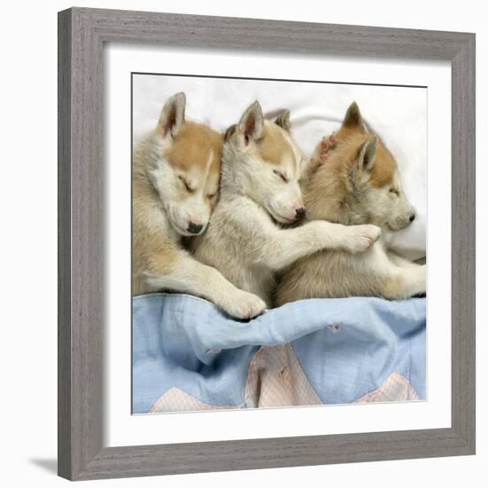 Husky Puppies (7 Weeks Old) Asleep in Bed-null-Framed Photographic Print