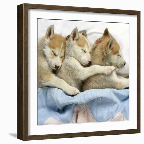 Husky Puppies (7 Weeks Old) Asleep in Bed-null-Framed Photographic Print