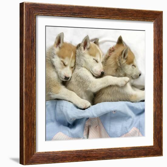 Husky Puppies (7 Weeks Old) Asleep in Bed-null-Framed Photographic Print