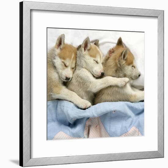 Husky Puppies (7 Weeks Old) Asleep in Bed-null-Framed Photographic Print