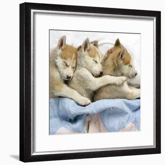 Husky Puppies (7 Weeks Old) Asleep in Bed-null-Framed Photographic Print