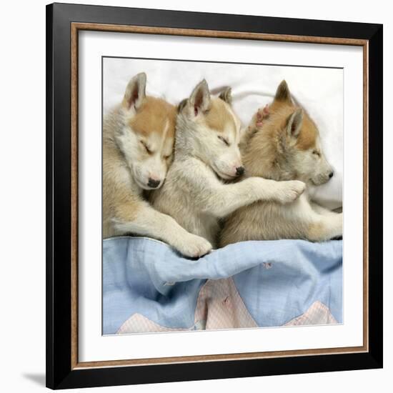 Husky Puppies (7 Weeks Old) Asleep in Bed-null-Framed Photographic Print