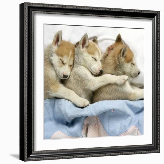 Husky Puppies (7 Weeks Old) Asleep in Bed-null-Framed Photographic Print