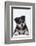 Husky Puppy-DLILLC-Framed Photographic Print