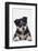 Husky Puppy-DLILLC-Framed Photographic Print