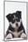 Husky Puppy-DLILLC-Mounted Photographic Print