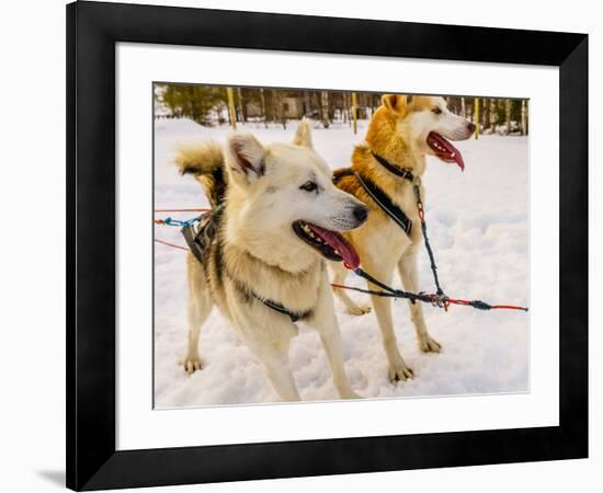 Husky sled dogs, Lapland, Finland-null-Framed Photographic Print