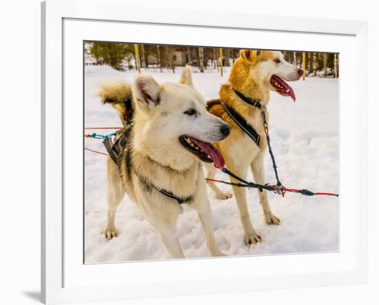 Husky sled dogs, Lapland, Finland-null-Framed Photographic Print