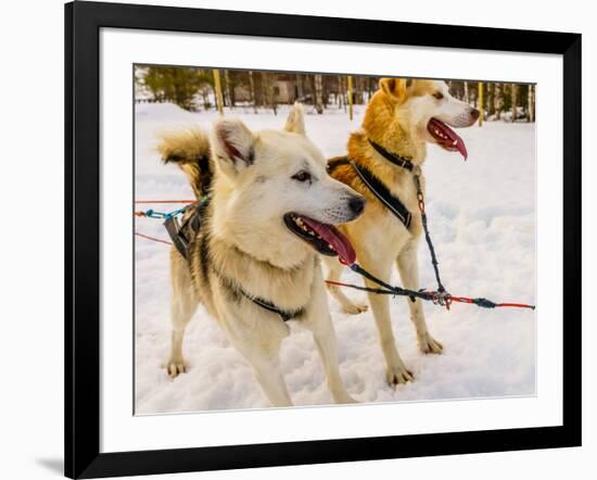 Husky sled dogs, Lapland, Finland-null-Framed Photographic Print