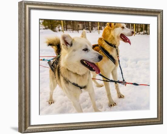 Husky sled dogs, Lapland, Finland-null-Framed Photographic Print