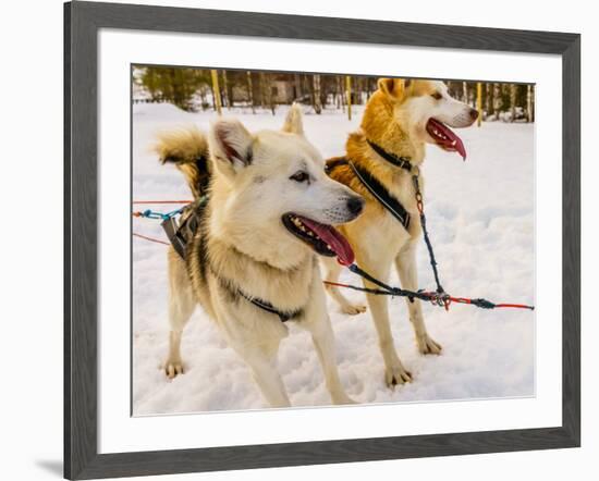 Husky sled dogs, Lapland, Finland-null-Framed Photographic Print