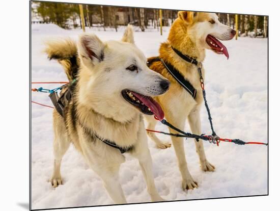 Husky sled dogs, Lapland, Finland-null-Mounted Photographic Print