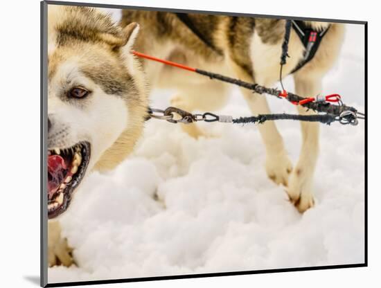 Husky sled dogs, Lapland, Finland-null-Mounted Photographic Print