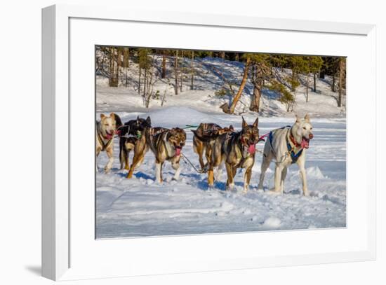Husky sled dogs, Lapland, Sweden-null-Framed Photographic Print