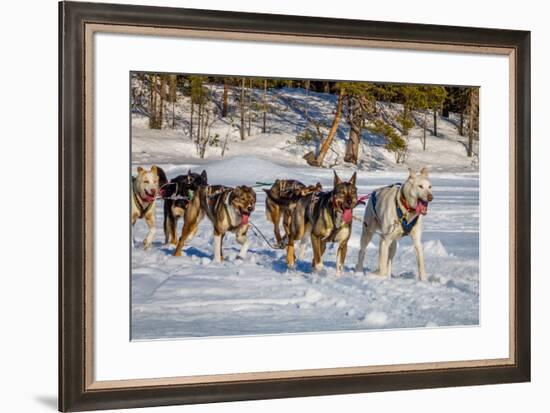 Husky sled dogs, Lapland, Sweden-null-Framed Photographic Print