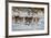 Husky sled dogs, Lapland, Sweden-null-Framed Photographic Print