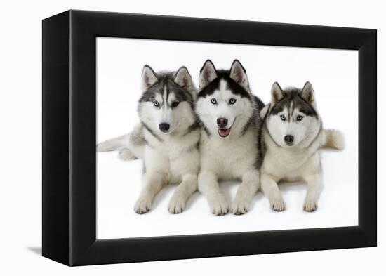 Husky-null-Framed Premier Image Canvas