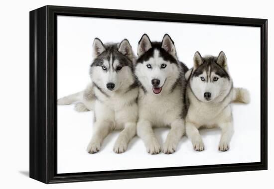 Husky-null-Framed Premier Image Canvas