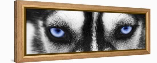 Husky-PhotoINC-Framed Premier Image Canvas