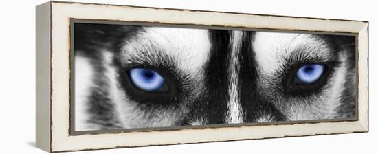 Husky-PhotoINC-Framed Premier Image Canvas