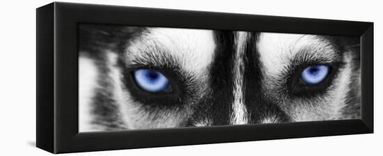 Husky-PhotoINC-Framed Premier Image Canvas