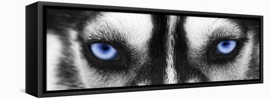 Husky-PhotoINC-Framed Premier Image Canvas