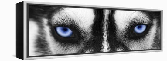 Husky-PhotoINC-Framed Premier Image Canvas