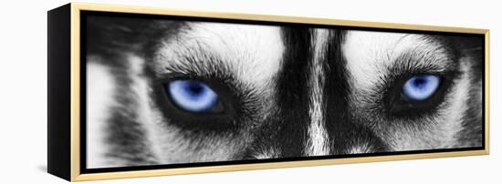 Husky-PhotoINC-Framed Premier Image Canvas