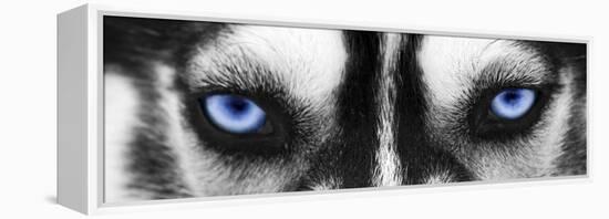 Husky-PhotoINC-Framed Premier Image Canvas