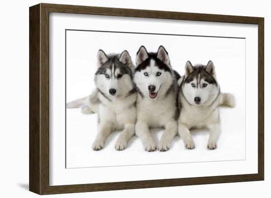 Husky-null-Framed Photographic Print