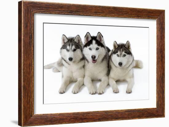 Husky-null-Framed Photographic Print