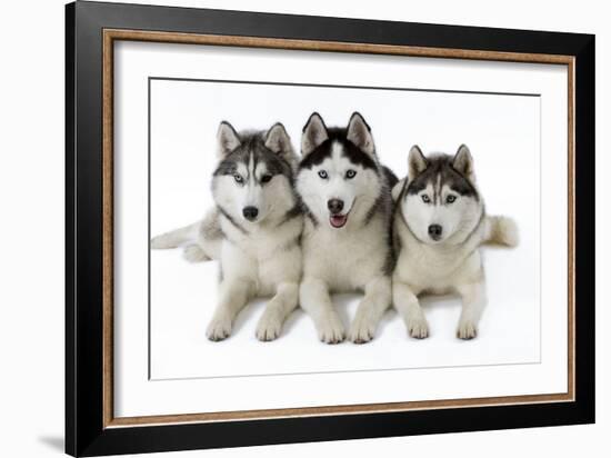 Husky-null-Framed Photographic Print