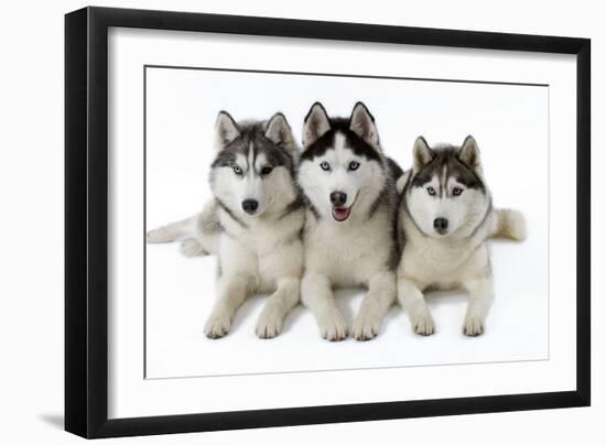 Husky-null-Framed Photographic Print