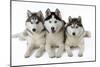 Husky-null-Mounted Photographic Print