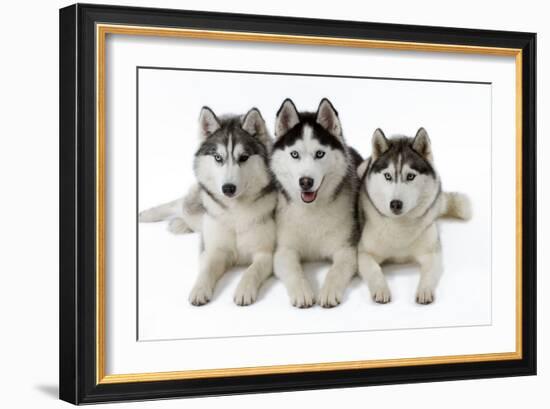 Husky-null-Framed Photographic Print