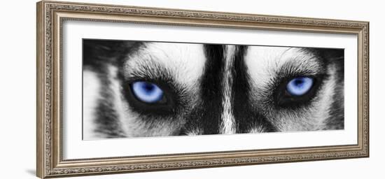 Husky-PhotoINC-Framed Photographic Print