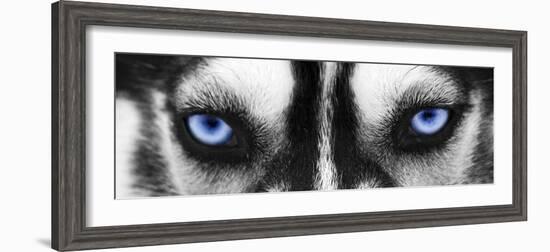 Husky-PhotoINC-Framed Photographic Print