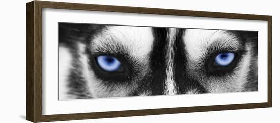 Husky-PhotoINC-Framed Photographic Print