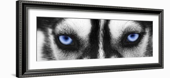 Husky-PhotoINC-Framed Photographic Print