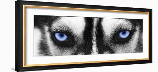 Husky-PhotoINC-Framed Photographic Print